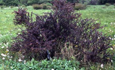 Berberis thunbergii ‘Atropurpurea’ (Purple-leaved Japanese barberry), habit