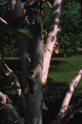 Betula costata Trautv. (elm-leaved birch), trunk and branches 