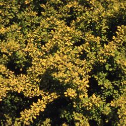 Berberis thunbergii ‘Aurea’ (Golden Japanese barberry), leaves
