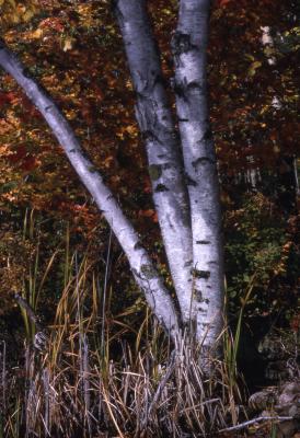 Betula pendula Roth (European white birch), bark and trunk