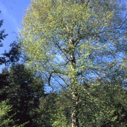 Betula alleghaniensis Britton (yellow birch), habit
