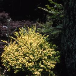 Berberis thunbergii ‘Aurea’ (Golden Japanese barberry), shrub 