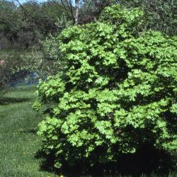 Acer grandidentatum (big-toothed maple), summer
