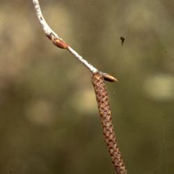Betula papyrifera Marsh. (paper birch), catkin and buds on twig