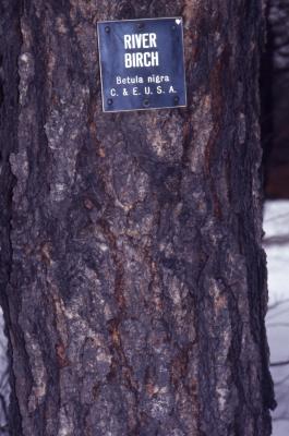 Betula nigra L. (river birch), trunk