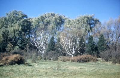 Betula maximowicziana Regel (monarch birch), habit, habitat 
