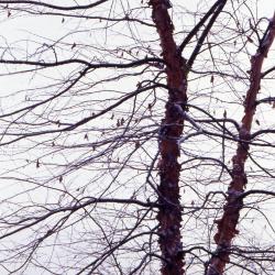 Betula nigra ‘Cully’ (HERITAGE™ river birch), winter habit