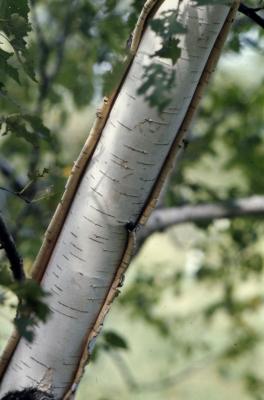 Betula papyrifera Marshall (paper birch), tree trunk with peeling white bark