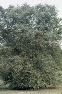 Betula nigra L. (river birch), habit
