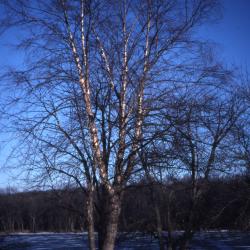 Betula nigra L. (river birch), winter habit