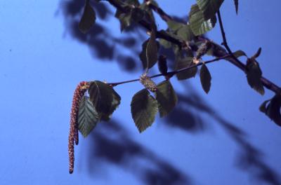 Betula nigra L. (river birch), catkins and leaves on twig 