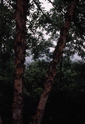Betula nigra ‘Cully’ (HERITAGE™ river birch), trunks 