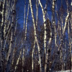 Betula papyrifera Marshall (paper birch), habitat in winter