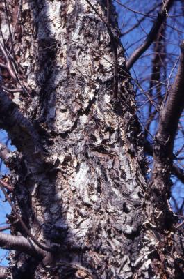 Betula nigra L. (river birch), bark on trunk
