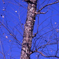 Betula nigra L. (river birch), trunk