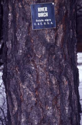 Betula nigra L. (river birch), bark, trunk
