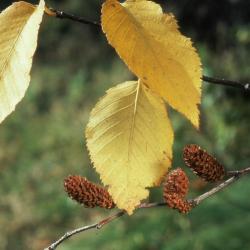 Betula lenta L. (sweet birch), leaves