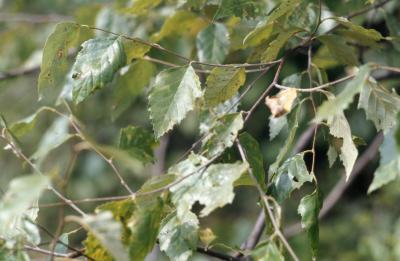 Betula nigra L. (river birch), leaves