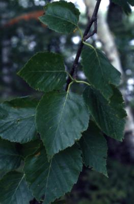 Betula papyrifera Marsh. (paper birch), leaves