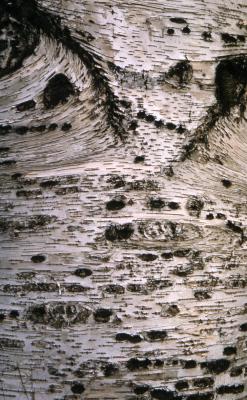 Betula papyrifera Marshall (paper birch), white-barked trunk with horizontal lenticels