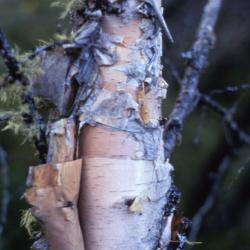 Betula microphylla Bge. (little-leaved birch), bark