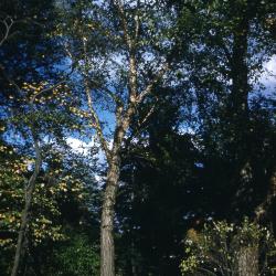 Betula nigra L. (river birch), habit, habitat 