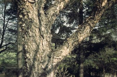 Betula nigra L. (river birch), bark on trunk and branches