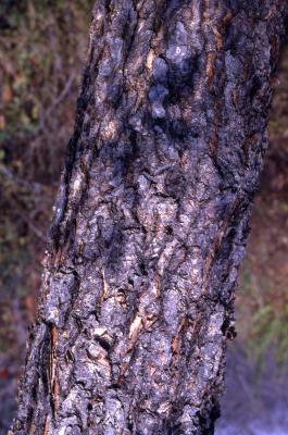 Betula nigra L. (river birch), bark on trunk