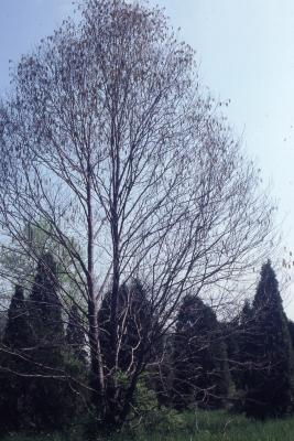 Betula lenta L. (sweet birch), habit