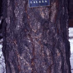 Betula nigra L. (river birch), bark, trunk