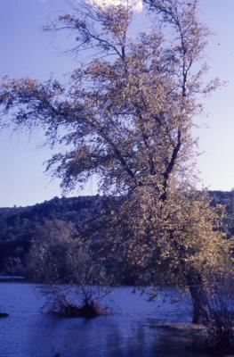 Betula nigra L. (river birch), habit, habitat 
