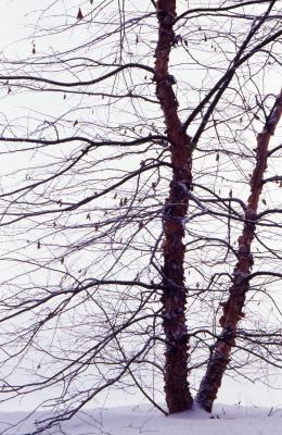 Betula nigra ‘Cully’ (HERITAGE™ river birch), winter habit