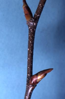 Betula lenta L. (sweet birch), buds on twig