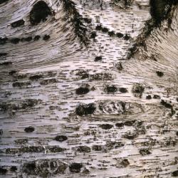 Betula papyrifera Marshall (paper birch), bark with horizontal lenticels