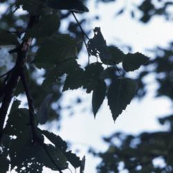 Betula papyrifera Marshall (paper birch), leaves on twigs