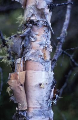 Betula microphylla Bge. (little-leaved birch), bark