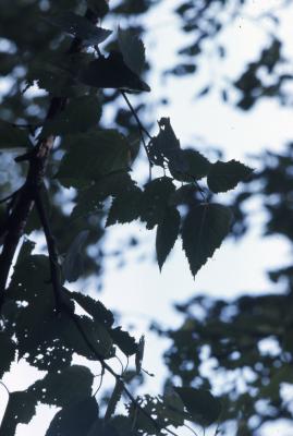 Betula papyrifera Marshall (paper birch), leaves on twigs