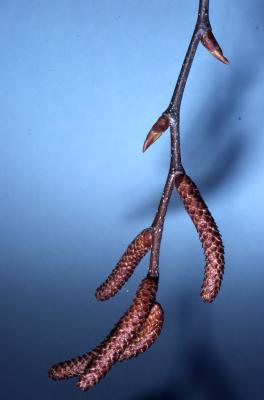 Betula lenta L. (sweet birch), twig with catkins 