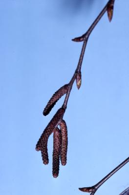 Betula lenta L. (sweet birch), catkins 
