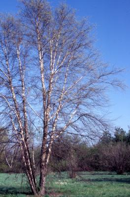 Betula nigra L. (river birch), habit