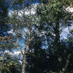 Betula nigra L. (river birch), habit, habitat 