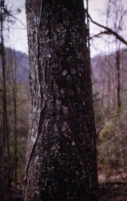 Betula lenta L. (sweet birch), trunk, bark