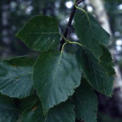 Betula papyrifera Marsh. (paper birch), leaves