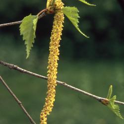 Betula populifolia Marsh. (gray birch), close-up of catkins and leaves