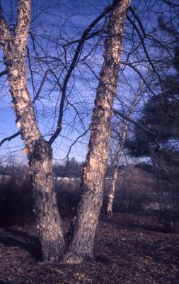 Betula nigra L. (river birch), trunks 
