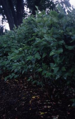 Betula nigra ‘Little King’ (FOX VALLEY® river birch), habit 