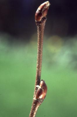 Betula nigra L. (river birch), buds on twig