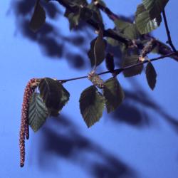 Betula nigra L. (river birch), catkins and leaves on twig 
