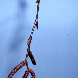 Betula lenta L. (sweet birch), catkins and leaf buds
