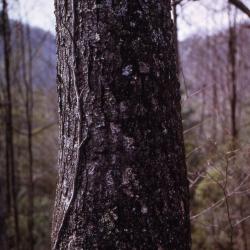 Betula lenta L. (sweet birch), trunk, bark